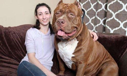 比特猛犬爆料视频大全下载,揭秘猛犬世界背后的真相