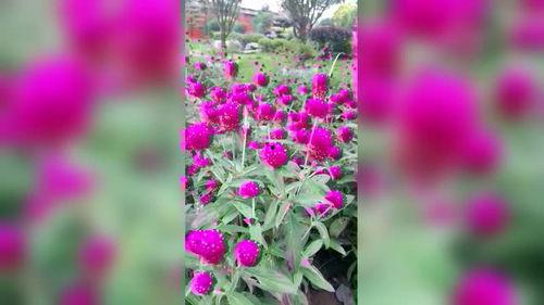 在线观看 花,一场穿越时空的视觉盛宴