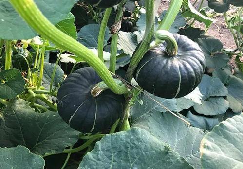 康县网红 吃瓜群微信,揭秘网络社交新现象