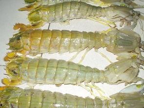 泉州甜虾爆料视频最新