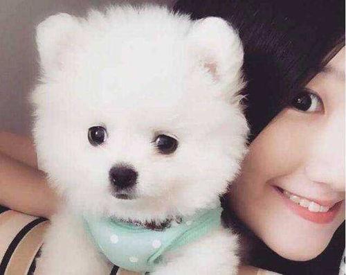 博美爆料新闻事件视频下载,视频内容深度解析