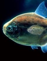 鱼仔最新爆料视频